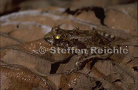 : Eleutherodactylus cruralis