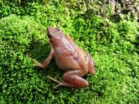 : Pseudacris feriarum; Upland Chorus Frog
