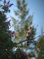 : Accipiter striatus