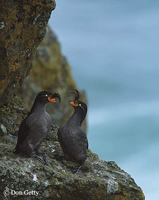 : Aethia cristatella; Crested Auklet