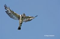 : Ceryle rudis; Pied Kingfisher