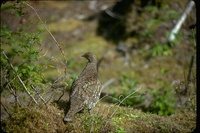 : Dendragapus obscurus; Blue Grouse