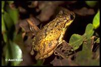 : Scinax granulatus