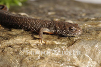 : Triturus cristatus dobrogicus; Great Crested Newt