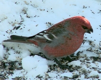 : Pinicola enucleator; Pine Grosbeak