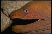 : Gymnothorax sp.; Chestnut Moray Eel