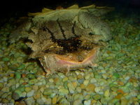 : Chelus fimbriatus; Matamata Turtle