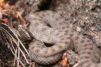 : Crotalus pricei; Twin Spot Rattlesnake