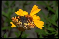 : Charidryas hoffmanni; Hoffmann's Checkerspot Butterfly