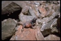 : Sauromalus obesus; Chuckwalla