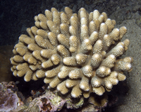 : Acropora humilis