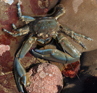 : Petrolisthes manimaculis; Chocolate Porcelain Crab