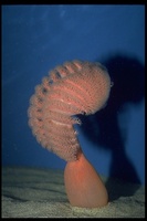 : Ptilosarcus gurneyi; Sea Pen