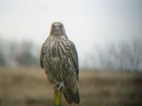 ...This juvenile Gyrfalcon was located by Dan Svingen, photo by Corey Ellingson 5.5 miles east of H