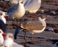 Franklin's Gull - Larus pipixcan - Gaviota Pipizcan - Gavina de Franklin