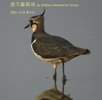 댕기물떼새 Lapwing