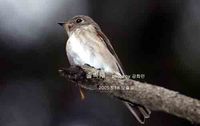 솔딱새 Dark-sided Flycatcher