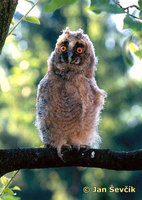Photo of Asio otus, Waldohreule, Long-eared Owl, kalous ušatý.