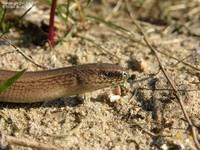 Stålorm (Anguis fragilis) Foto/billede af