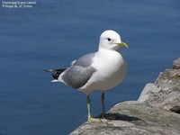 Stormmåge (Larus canus) Foto/billede af