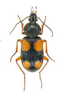 ヨツボシゴミムシ 1 ex. Panagaeus japonicus