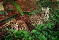 작은사향고양이 Viverricula indica  Small Indian Civet