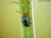Gastrophysa polygoni