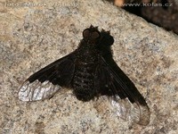 Hemipenthes morio