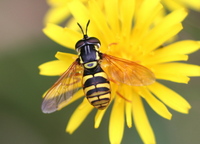 Chrysotoxum octomaculatum