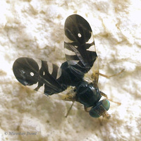 Aciura coryli