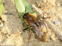 Andrena tibialis