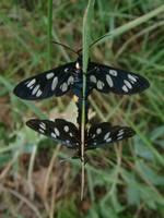 Amata phegea - The Nine-spotted