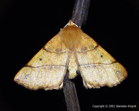 Colotois pennaria - Feathered Thorn
