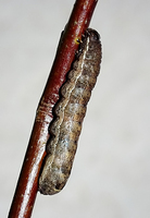 Xestia rhomboidea - Square-spotted Clay