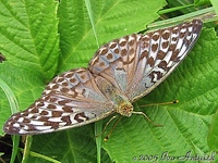 Argynnis paphia f. valesina - Silver-washed Fritillary