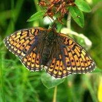 Brenthis hecate - Twin-spot Fritillary