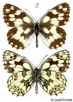 Melanargia galathea - Marbled White