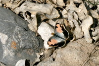 Colotis phisadia - Blue-Spotted Arab