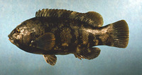 Tautoga onitis, Tautog: fisheries, gamefish, aquarium