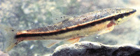 Rhinichthys atratulus, Blacknose dace: