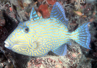 Pseudobalistes fuscus, Yellow-spotted triggerfish: fisheries, aquarium