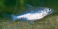 Barbus pleuropholis, :