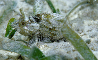 Sebastapistes strongia, Barchin scorpionfish: