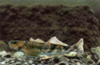 Romanichthys valsanicola, Asprete: