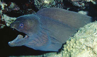 Gymnothorax hepaticus, Liver-colored moray eel: