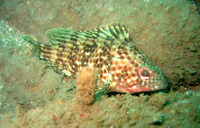 Alphestes multiguttatus, Rivulated mutton hamlet: