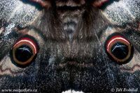 Saturnia pyri - Great Peacock