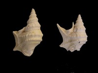 Aporrhais alata