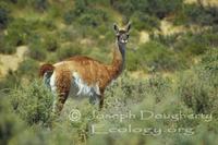 Image of: Lama guanicoe (guanaco)