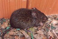 Image of: Oxymycterus (burrowing mice and hocicudos)